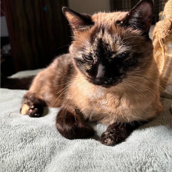 Meet your Posher, Caley - Picture 4 of 4